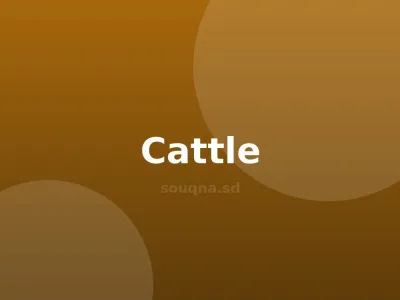 بقرة فريزيان حلوب